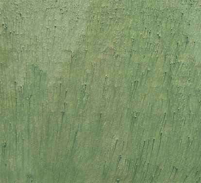 SEAWEED
